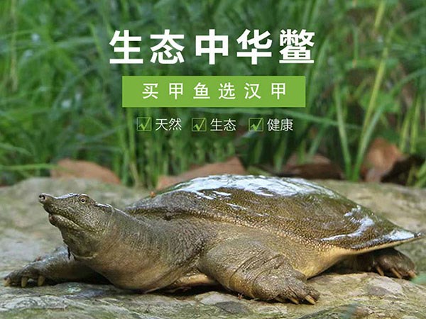  从基地到餐桌：华甲农业集团的创新供应链战略