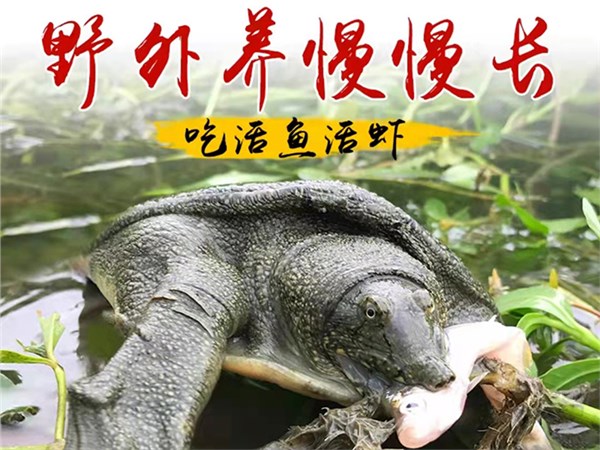 生态甲鱼