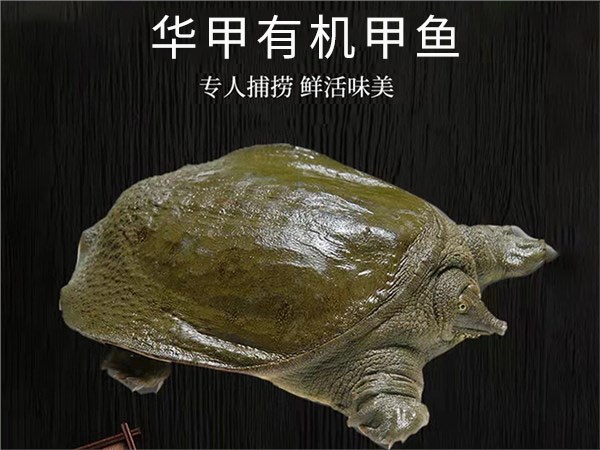 华甲有机甲鱼